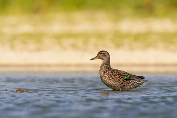 Wall Mural - bird, duck anas crecca common teal, poland europe female summer time