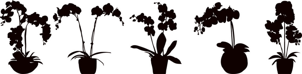 Wall Mural - orchids in pots silhouette on white background vector