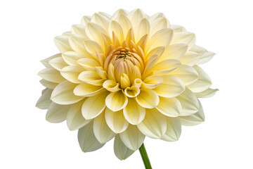 Poster - A stunning yellow dahlia flower showcasing intricate, layered petals against a clean white background.