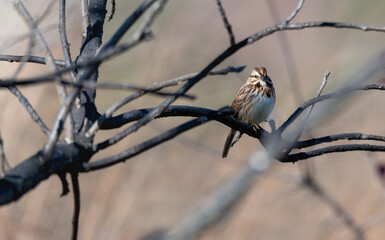 Wall Mural - Song sparrow in partial shade perched in a bare tree.