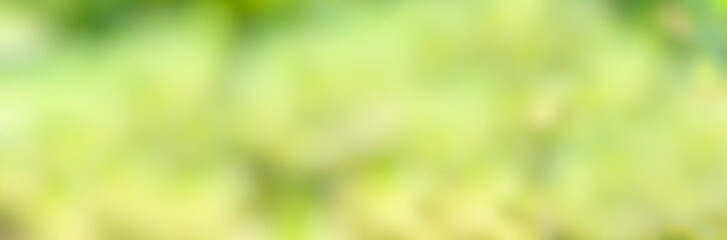 Wall Mural - spring background - abstract banner - green blurred bokeh lights -