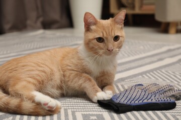 Wall Mural - Cute ginger cat and grooming glove with pet's hair on floor at home, closeup