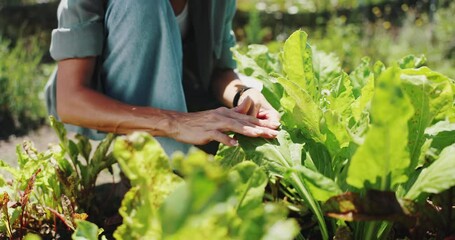 Wall Mural - Agriculture, inspection and hands of person with plant for growth, sustainability and healthy crops. Farm, nature and farmer with vegetable leaf for harvest, ecology or food production in environment
