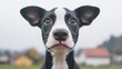 © BROPRADANA - Puppy portrait, curious gaze, rural background, pet adoption
