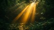 © AwieDarwis - Sunbeams in lush rainforest, misty morning. Nature background