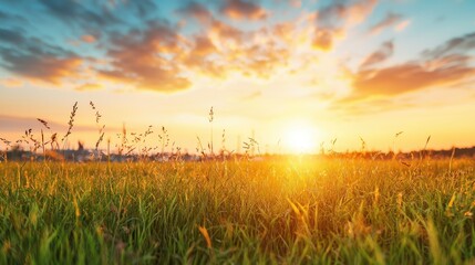 Wall Mural - Sunset over grassy field, distant town, peaceful evening