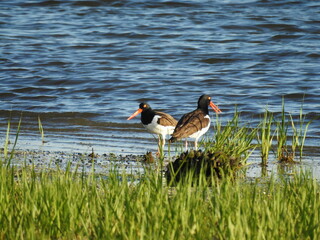 Wall Mural - A pair of American oystercatchers enjoying a sunny day along the shores of the Sandy Hook, Gateway National Recreation Area, Monmouth County, New Jersey.