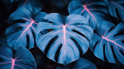 Canvas Print - Teal Monstera leaves, jungle backdrop, design