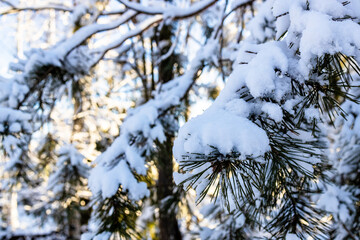 Wall Mural - snow-covered natural green pine tree twig close-up