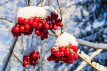 Wall Mural - snow-covered bunches of viburnum closeup on twigs
