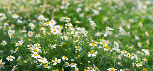 Sticker - white field daisies in a meadow among green grass in sunny weather