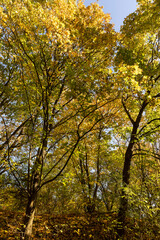 Wall Mural - trees during the fall of yellowed foliage in the park