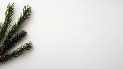 Poster - Close-up of an evergreen branch with sharp green needles dusted lightly with snow against a soft white background, evoking a minimalist and festive mood