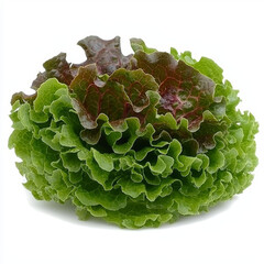 Sticker - A vibrant head of lettuce displays ruffled, green outer leaves and inner leaves tinged with red-purple hues against a stark white backdrop.