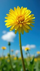 Wall Mural - Giant dandelion, vibrant yellow against deep blue sky, meadow, flora