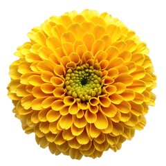 Wall Mural - Bright Marigold Flower View Isolated on White Background. Generative AI