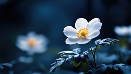 Wall Mural - delicate white flower with yellow center in soft focus, dark background