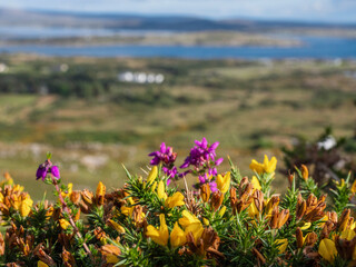 Wall Mural - Yellow flowers blooming on rough bush, stunning nature scene with green fields, hills, mountains and cloudy sky in the background. Famous Connemara area, county Galway, Ireland. Travel and tourism. 