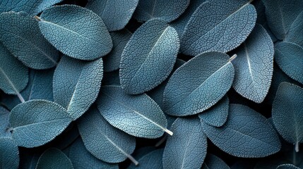 Wall Mural - Blue sage leaves background texture, close-up