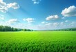 © Vadym - Vast green field stretches under a vibrant blue sky dotted with fluffy white clouds. Lush green trees line the horizon. Sunny day creates a beautiful summer scene.