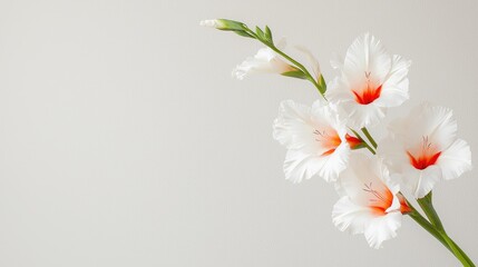 Wall Mural - White gladioli flowers bouquet, light background, copy space, greeting card