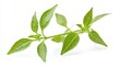 © chanchai - Fresh Greenery: A vibrant green plant stem with delicate leaves, a symbol of growth, renewal, and natural beauty.