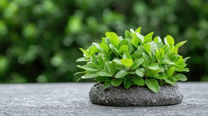 Wall Mural - Lush green plant on stone, garden backdrop, growth concept, nature website