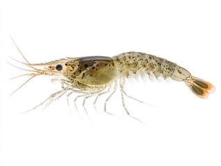 detailed macro of a live whiteleg shrimp (litopenaeus vannamei) on white