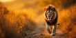 © avissarahmanita - Majestic Lion Walking Along A Dusty Path With Golden Sunset Light Illuminating Its Mane In An African Landscape With Serene Nature Surroundings. A Beautiful Landscape Safari Adventure. A Fierce