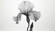 © Vadym - Detailed monochrome illustration of iris flower. Elegant, delicate flower with intricate details. Botanical illustration style. Perfect for design elements. White background with vintage aesthetic.