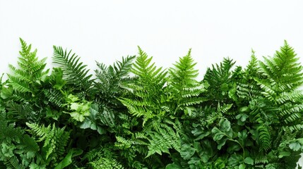 Wall Mural - Lush Greenery: A Vibrant Collection of Ferns and Foliage Against a Pristine White Background