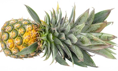 Close up of fresh ripe and juicy slices of pineapple fruit with vibrant green leaves on a clean white background  Concept of healthy organic and tropical food nutrition vitamin natural ingredients