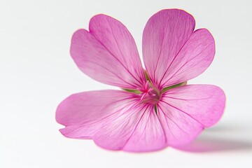 Canvas Print - A single pink flower on a white background, ideal for use in designs and projects where a simple yet elegant floral element is needed