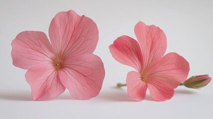 Canvas Print - A pair of pink flowers sit on a white surface, great for use in designs about nature, beauty, or simplicity