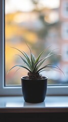 Wall Mural - a potted air plant by the window in minimalist style of indoor plants