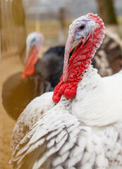 Wall Mural - Two turkeys with red beaks and white feathers