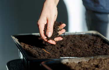 Wall Mural - A person is planting a seed in a pot