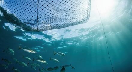 underwater view of fish swarm beneath sunlit ocean net