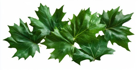 Poster - Fresh green maple leaves isolated on white