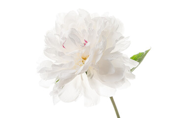 Wall Mural - Delicate White Peony Blooming Softly Against a Pure White Backdrop, Radiating Elegance and Simplicity in Natural Beauty During a Tranquil Moment