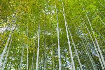 Wall Mural - Environment ecology image of bamboo forest