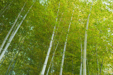 Wall Mural - Environment ecology image of bamboo forest