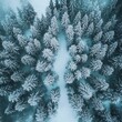 © tewewr - Aerial view of snowy pine forest