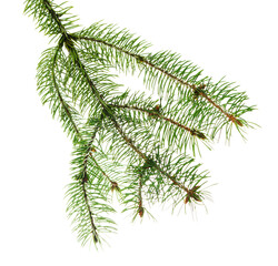 A festive spruce branch with sharp, fresh needles, isolated on a transparent PNG, perfect for Christmas clipart and prints.