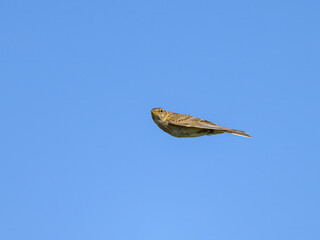 Poster - A Eurasian Skylark in flight blue sky