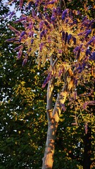 Poster - A surreal tree with vibrant purple and golden textured clusters glowing in soft sunlight, swaying to the branches