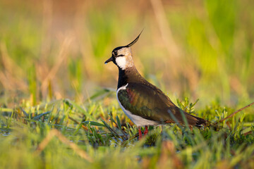Wall Mural - bird lapwing vanellus vanellus on green background spring time poland europe migratory bird