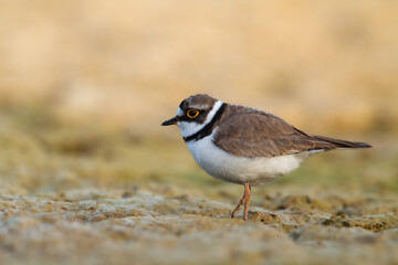 Wall Mural - shorebird charadrius dubius, little ringed plover on blurred background summer time poland europe