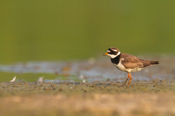 Wall Mural - shorebird charadrius hiaticula common ringed plover on blurred background summer time poland europe