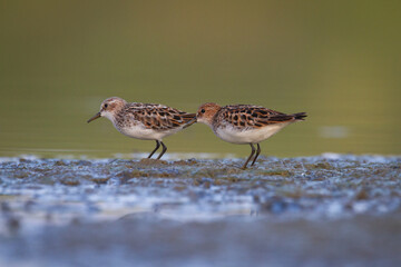 Wall Mural - bird calidris minuta little stint small migratory bird north part of poland europe summer time two b